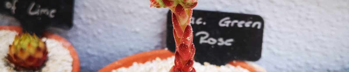 19. Juni 2019 – Sempervivum Green Rose blüht
