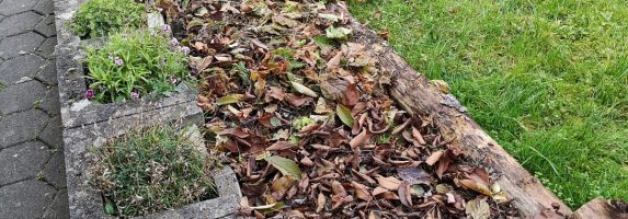 23. November 2019 – Das Waldbeet erhält eine Blätterdecke